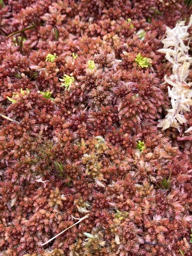 Sphagnum magellanicum observed 2026-03-14