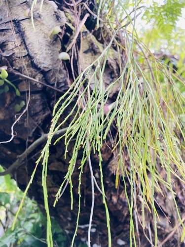 skeleton fork fern