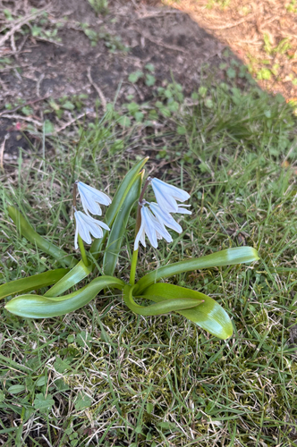 Scilla mischtschenkoana (Scilla mischtschenkoana)