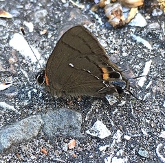 Electrostrymon angelia