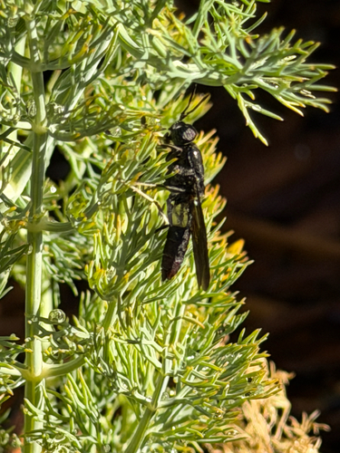 Unknown species found near W Aurelius Ave, Glendale, AZ, US