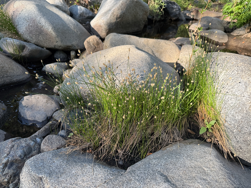 sand spikerush (Eleocharis montevidensis)