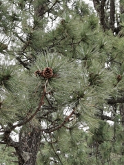 Pinus cooperi