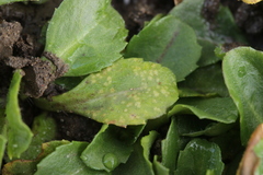 Protomycopsis bellidis