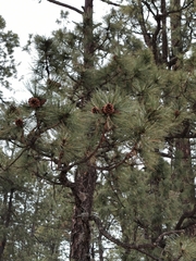 Pinus cooperi