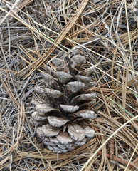 Pinus cooperi