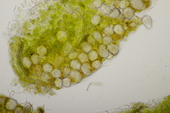 Protomycopsis bellidis
