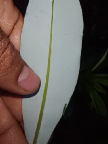 Drimys granadensis, photograph 6