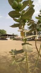 Calotropis procera image