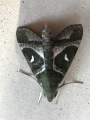 Nephele argentifera