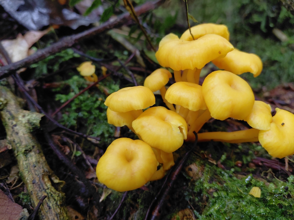 Tricholomopsis aurea · March 2026 · photo: © germansarmientocruz (iNaturalist, cc-by)