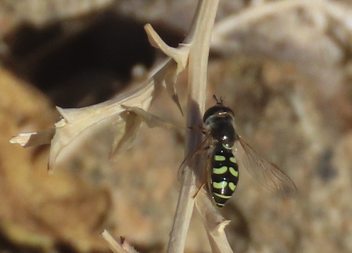 Unknown species found near Netherwood Park, Albuquerque, NM, USA