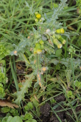 Puccinia lagenophorae