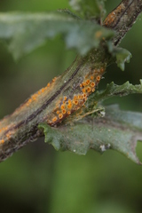 Puccinia lagenophorae