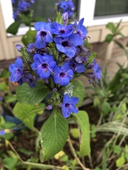Eranthemum