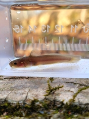 Orangefin Madtom photo 3