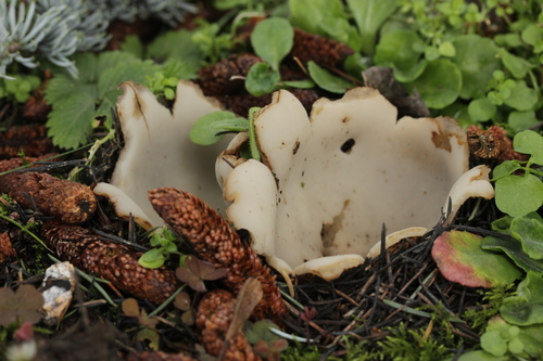cedar cup