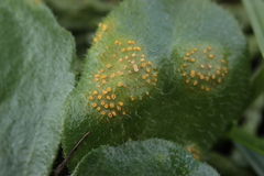 Puccinia lagenophorae