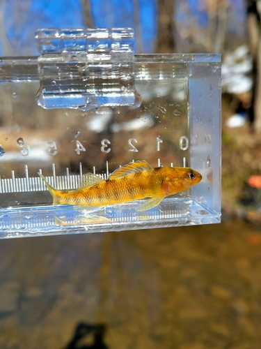 Roanoke darter (Percina roanoka) — Percidae
