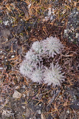 Pedicularis alopecuroides
