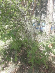 Dunalia brachyacantha