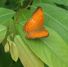 Cirrochroa tyche mithila