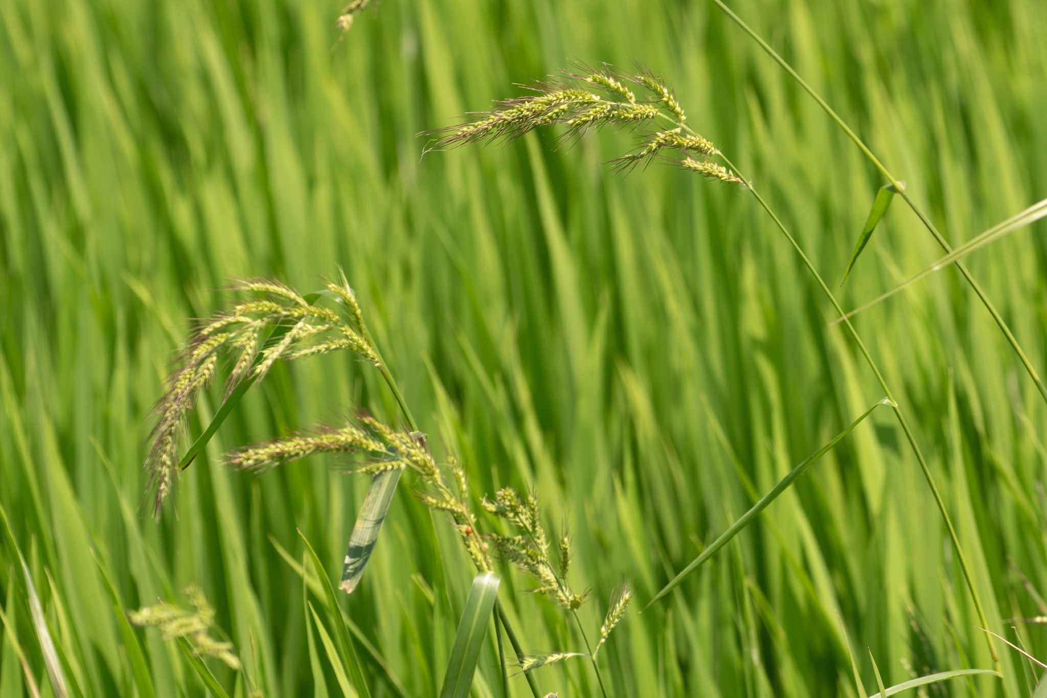 Echinochloa crus-galli (Echinochloa crus-galli)