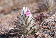 Pedicularis alopecuroides