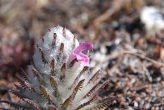 Pedicularis alopecuroides