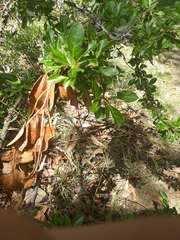 Dunalia brachyacantha