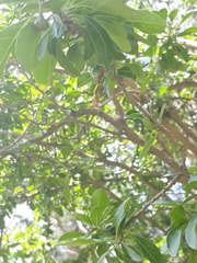 Dunalia brachyacantha