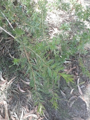 Dunalia brachyacantha