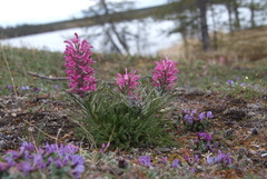 Pedicularis alopecuroides