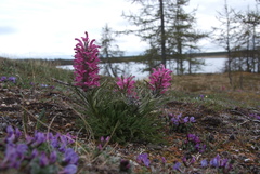 Pedicularis alopecuroides