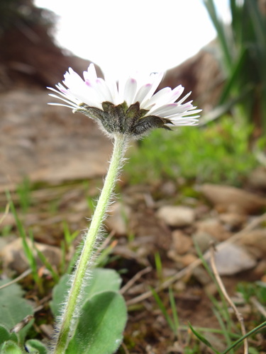 Bellis rotundifolia