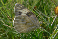 Pontia protodice