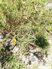 Adesmia miraflorensis