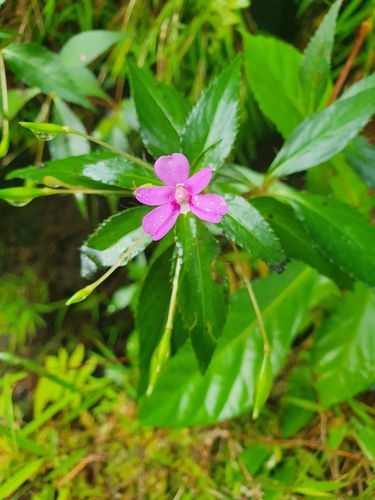 Image of Impatiens platypetala by (c) Jacek Pietruszewski, some rights reserved (CC BY)