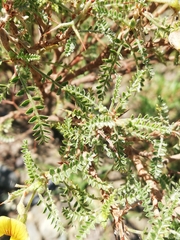 Adesmia miraflorensis