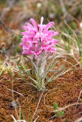 Pedicularis alopecuroides