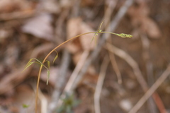 Dioscorea quaternata
