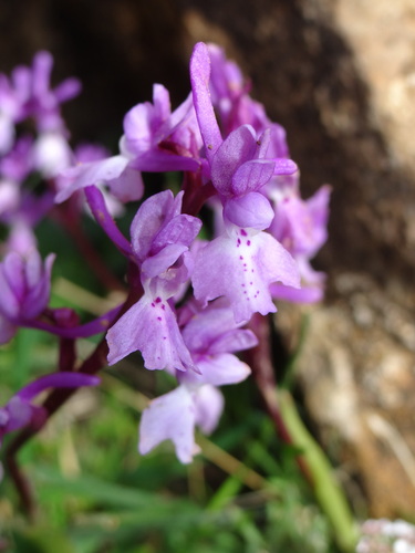 Southern Early-purple Orchid