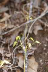 Dioscorea quaternata