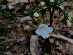 Prostanthera spinosa