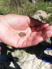 Pleurodema marmoratum