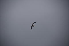 Larus canus