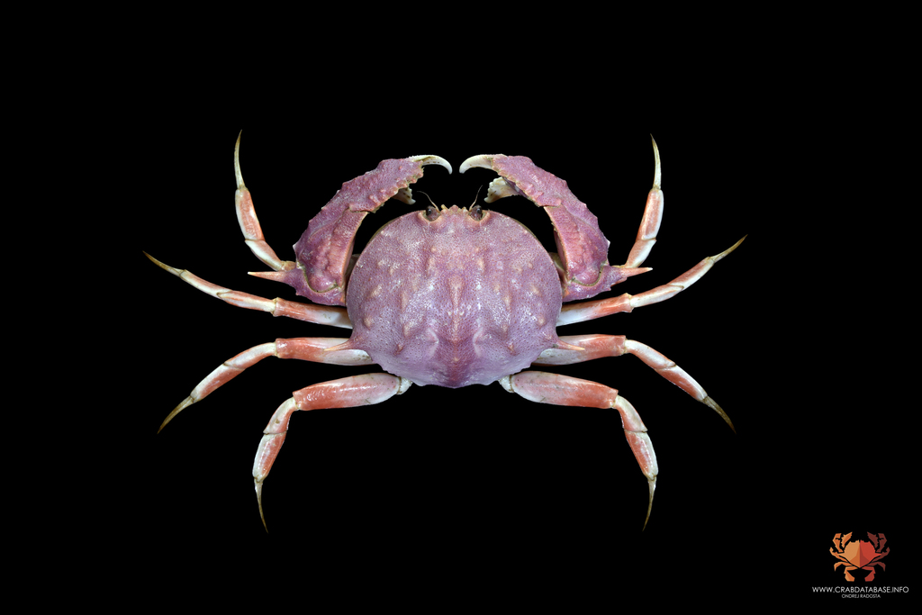 Acanthocarpus