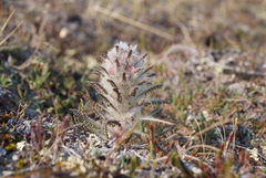 Pedicularis alopecuroides