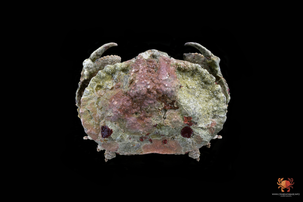 Aethra scruposa