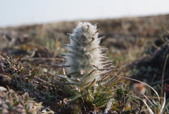 Pedicularis alopecuroides